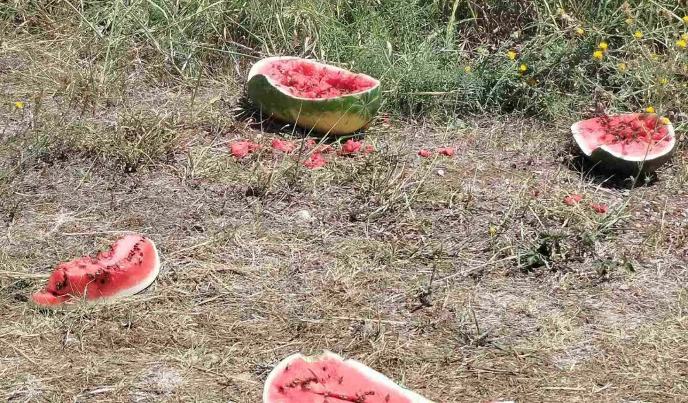 Ministarstvo poljoprivrede od proizvođača lubenice traži spisak sa podacima o viškovima