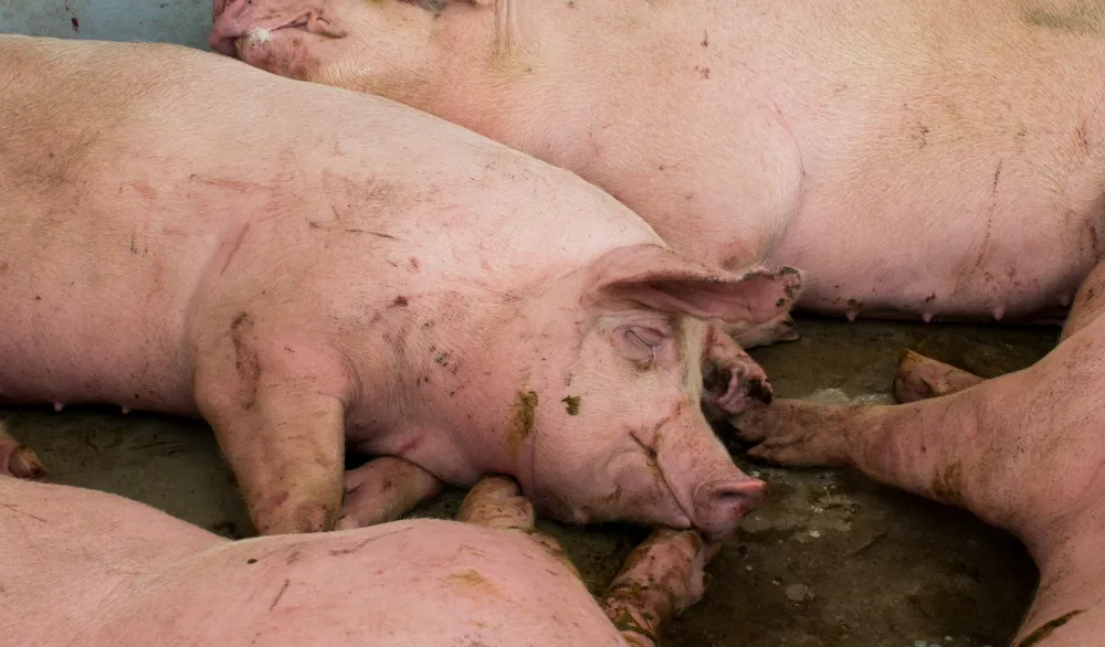 Afrička kuga svinja ne jenjava u Srbiji, najveća žarišta u Sremu i Mačvi