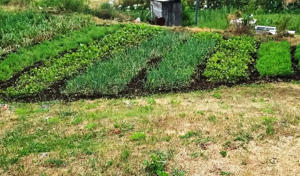 Bivši radnik FEP-a uzgojem bijelog luka stvorio siguran izvor prihoda